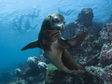 A Galapagos Sea Lion Pauses as Tourists Snorkel on the Surface