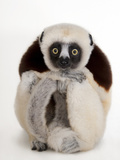 A Coquerel's Sifaka  Propithecus Coquereli  at the Houston Zoo