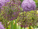 Group of Allium Inflorescences with Flowers and Buds