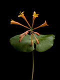 A Honeysuckle Plant  Lonicera Caprifolium