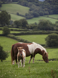 Shetland Ponies Graze on the Lush Rolling Hills of Mid-Wales