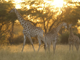 Southern Giraffes  Giraffa Camelopardalis Giraffa  at Sunrise