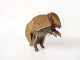 A Southern Three-Banded Armadillo  Tolypeutes Matacus