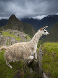 A Llama Jumps a Crevasse at Machu Picchu