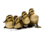 Four Mallard Ducklings  Anas Platyrhynchos