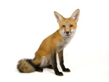A Red Fox  Vulpes Vulpes