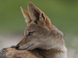 Portrait of a Black Backed Jackal  Canis Mesomelas