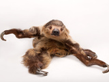 A Two-Toed Sloth  Choloepus Hoffmanni  at the Lincoln Children's Zoo