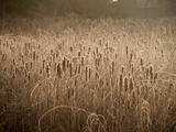 Cattails Going to Seed Among Golden Grasses