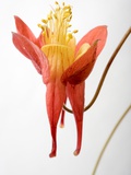 Close Up of an American Columbine  Aquilegia Canadensis