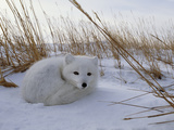 Arctic Fox  Alopex Lagopus  in it's Winter Coat  Snuggled Down in Snow