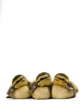 A Mallard Duckling  Anas Platyrhynchos