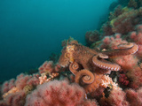 A Pacific Giant Octopus Crawls over a Colorful Anemone Filled Bottom