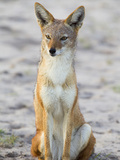 Portrait of a Black-Backed Jackal  Canis Mesomelas