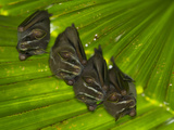 Tent Making Bats Share Space on a Giant Leaf