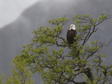 An American Bald Eagle  Haliaeetus Leucocephalus  Perched in a Tree