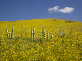 A Solitary Cloud over a Field of Sweet Clover with Yucca Plants
