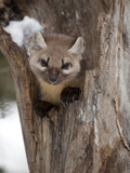 An American Pine Marten  Martes Americana
