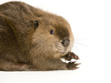 Portrait of a Beaver  Castor Canadensis