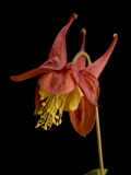 Close Up of an American Columbine  Aquilegia Canadensis