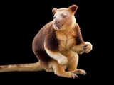 An Endangered Goodfellow's Tree-Kangaroo  Dendrolagus Goodfellowi