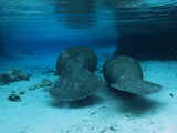 Manatees Swim Gently Just under the Surface in Three Sisters Spring