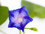 A Morning Glory Flower