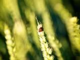 A Ladybug on the Seed Head of a Grain Plant