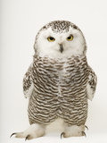 A Female Snowy Owl  Bubo Scandiacus  at Raptor Recovery Nebraska