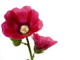 A Common Hollyhock Flower  Alcea Rosea