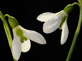 Close Up of Two Snowdrop Flowers  Galanthus Species