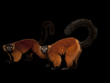 An Endangered Red Ruffed Lemur  Varecia Variegata Rubra