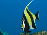 Portrait of a Moorish Idol Fish  Zanclus Cornutus  or Crowned Scythe