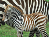A Young Common Zebra  Equus Quagga  Next to its Mother
