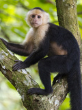 A White-Headed Monkey Pauses from a Climbing a Tree for a Photo