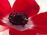 Close Up of a Red Anemone Flower