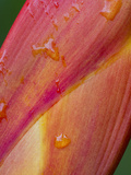 Heliconia at a Botanical Garden in Golfo Dulce