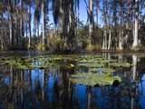 Lily Pads Float on the Water's Surface in Cypress Gardens