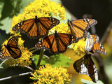 Monarch Butterflies  Danaus Plexippus  Resting on a Flower