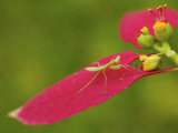 A Juvenile Praying Mantis Hunting on a Euphorbia Plant