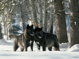 Black Gray Wolves in a Curious and Playful Stance