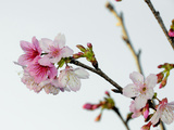 A Japanese Cherry Tree Bursts Forth in Blossoms