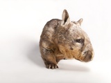 A Southern Hairy-Nosed Wombat  Lasiorhinus Latifrons