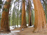 A Woman in Between Giant Sequoia Trees Gives Scale to their Size