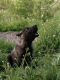 A Howling Black Female  Gray Wolf Pup