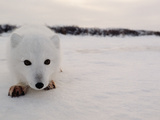 Arctic Fox  Alopex Lagopus  in it's Winter Coat  Approaching Camera