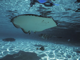 A Southern Stingray in the Shallow Waters of Gibbs Cay