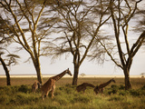 Masai Giraffes Graze in the Fields of Tanzania