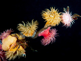 Brooding Anemone and a Crab Cling to the End of a Bull Kelp Stem