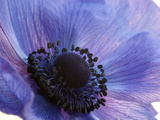 Close Up of a Blue Anemone Flower